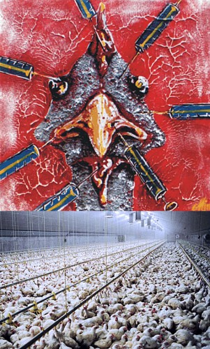 poulets congelés, importation, élevage industriel de poulets de chair, antibiotiques, lutte contre la vie chère, nouvelle-calédonie